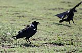 White-necked Ravenborder=